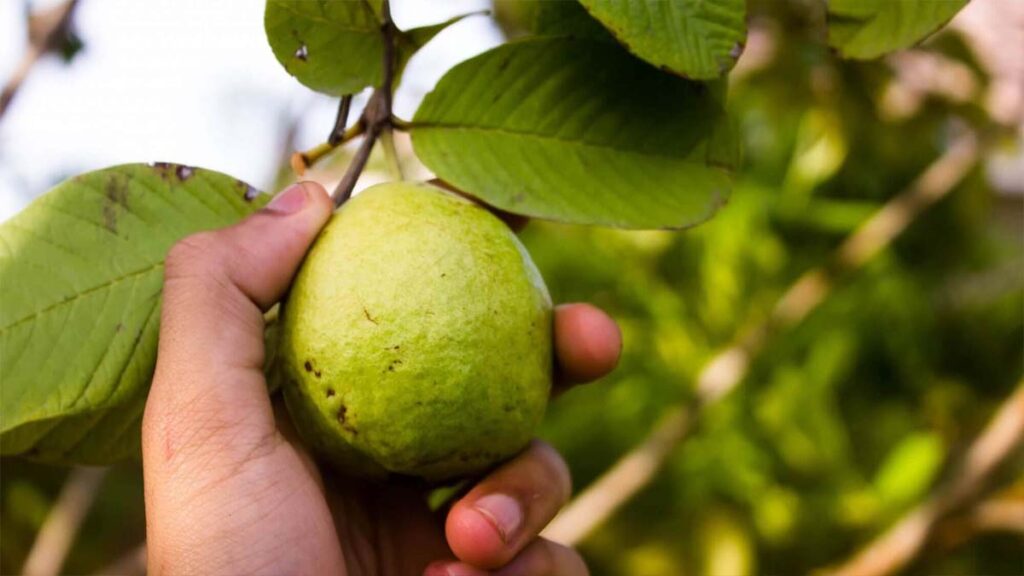 Guava fruit for weight loss